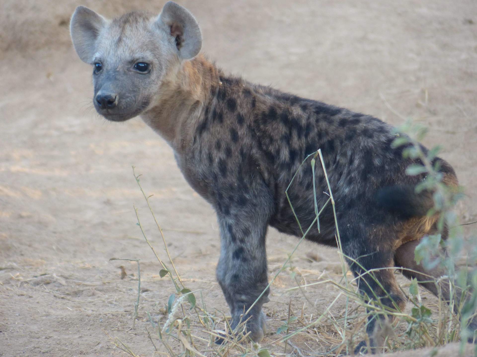 There's more to hyenas than meets the eye!